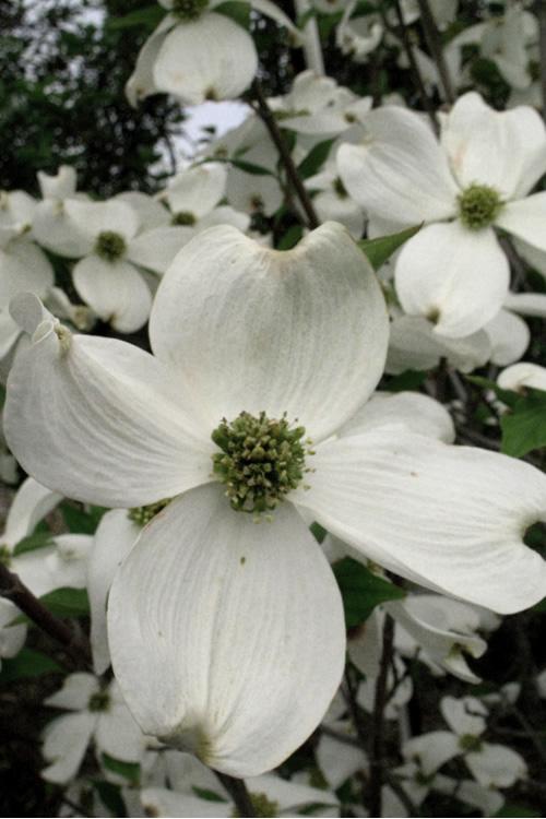 Cornus Florida 'cherokee Princess' Single Stem - View 26 from www redcrocus com