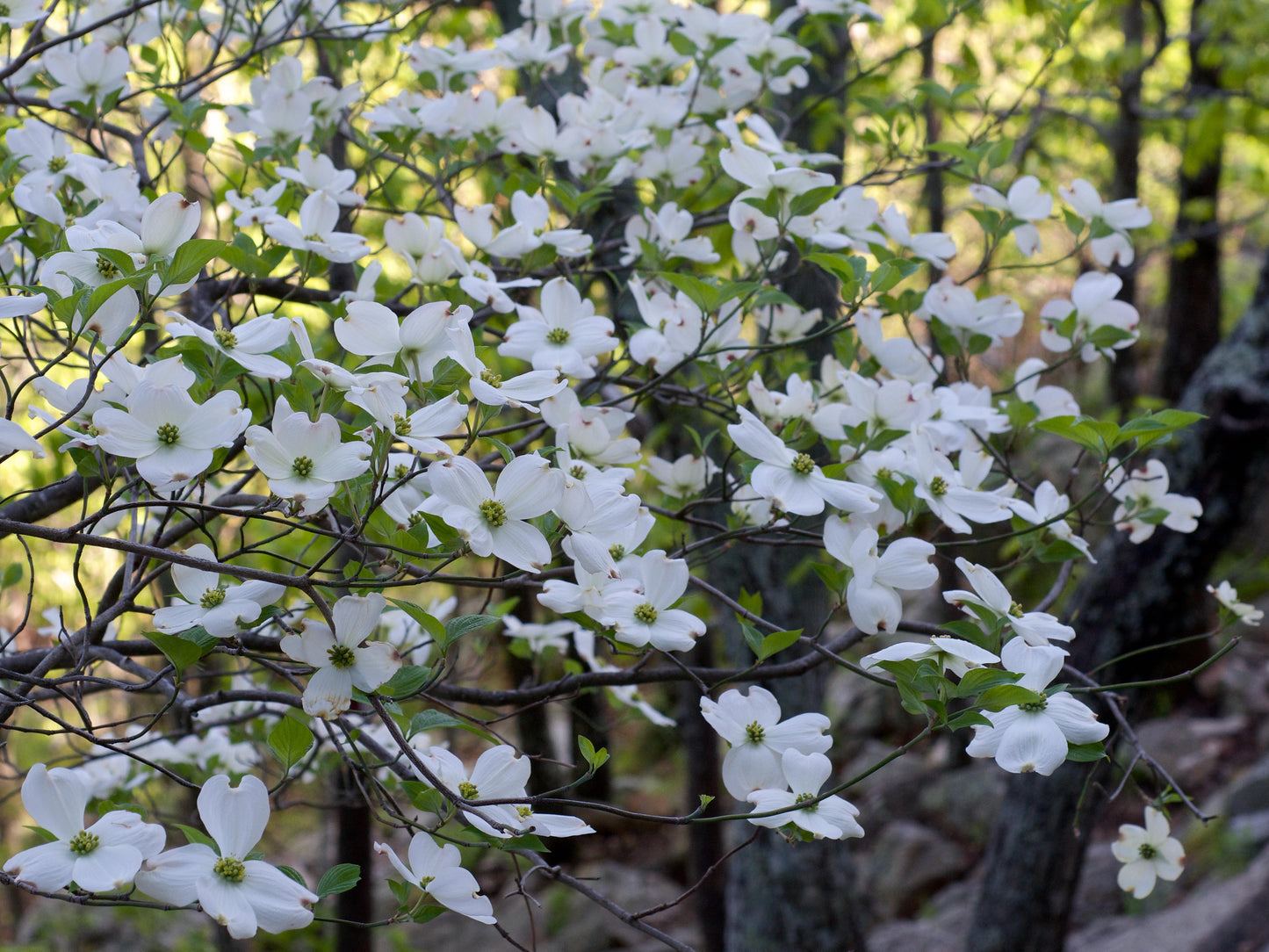 Cornus Florida 'cherokee Princess' Single Stem - View 27 from www redcrocus com