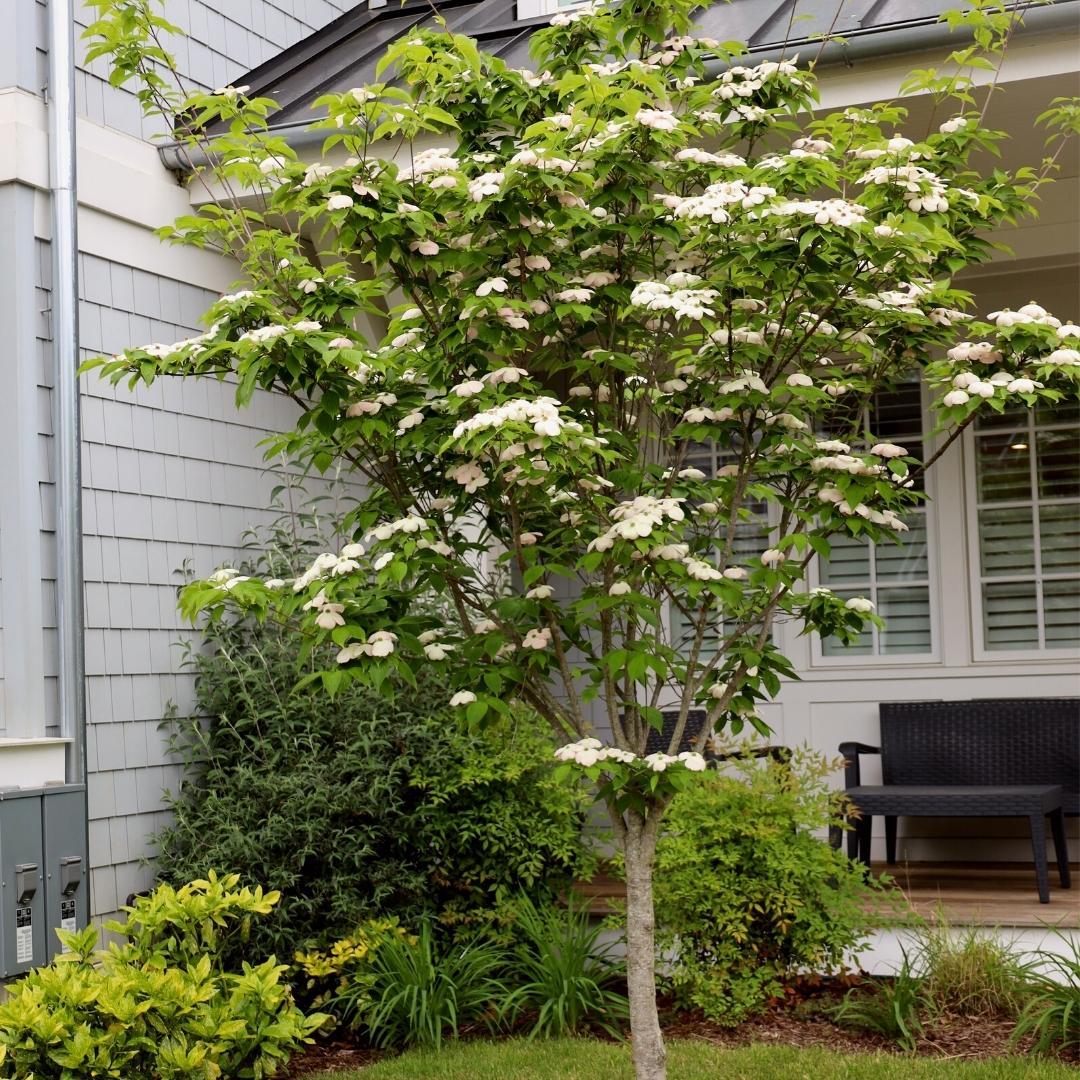 Cornus Florida 'cherokee Princess' Single Stem - View 32 from www redcrocus com