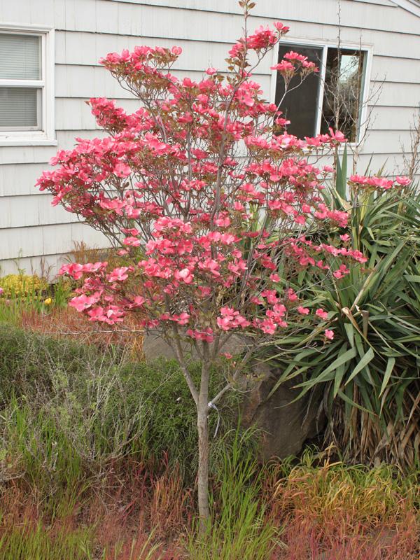 Cornus Florida 'cherokee Princess' Single Stem - View 4 from www redcrocus com