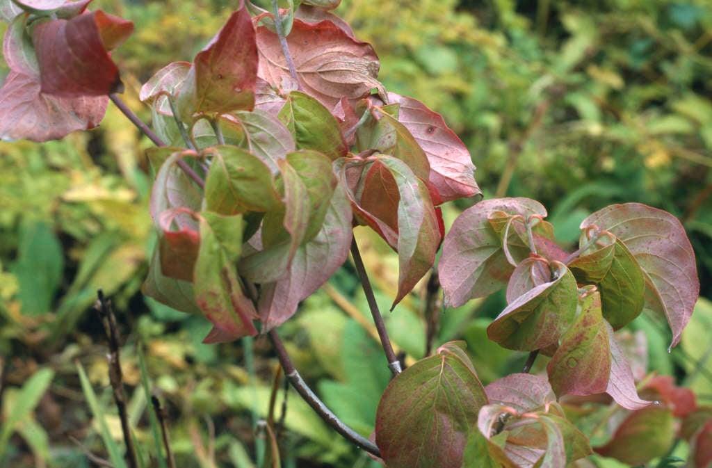 Cornus Florida 'cherokee Princess' Single Stem - View 6 from www redcrocus com