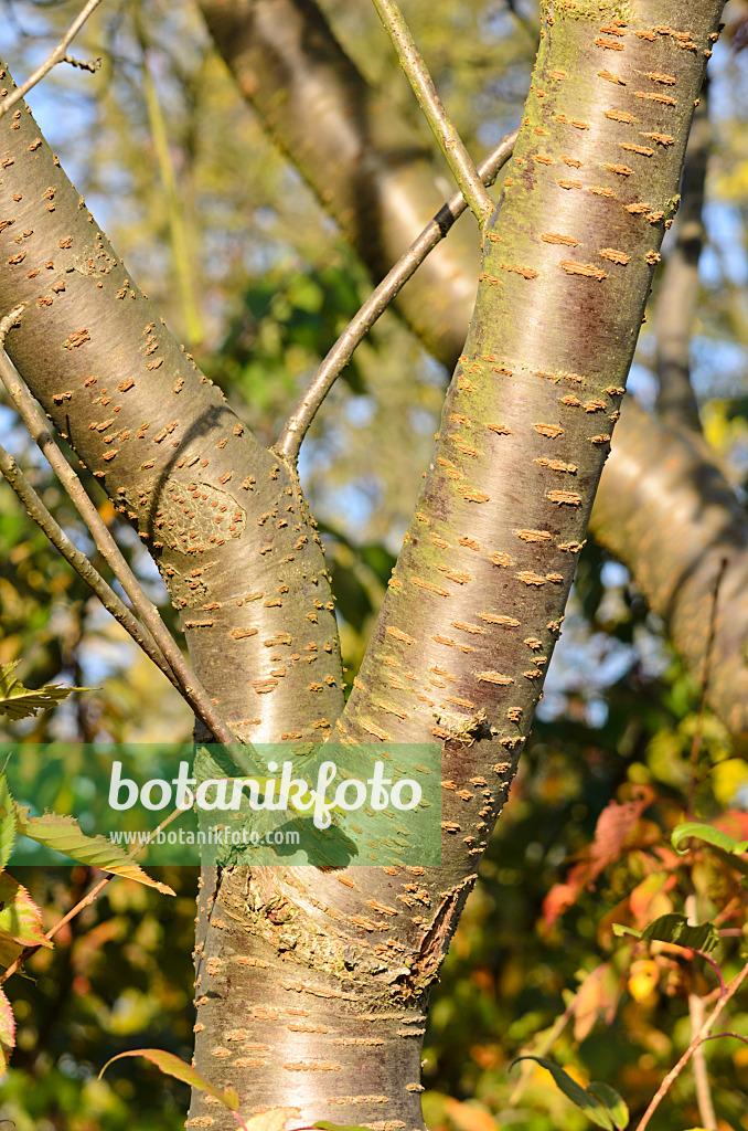 Prunus Yedoensis Single Stem - View 10 from www redcrocus com