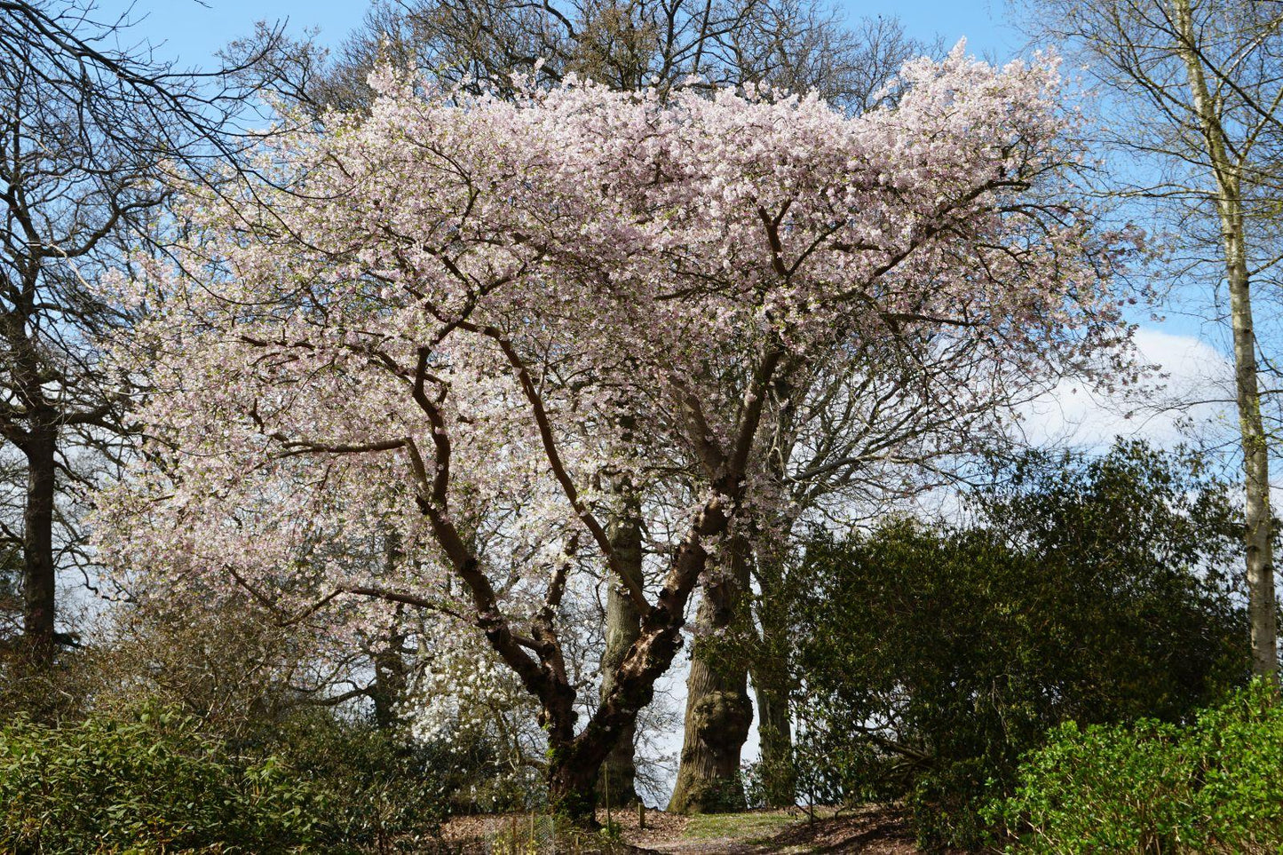 Prunus Yedoensis Single Stem - View 13 from www redcrocus com