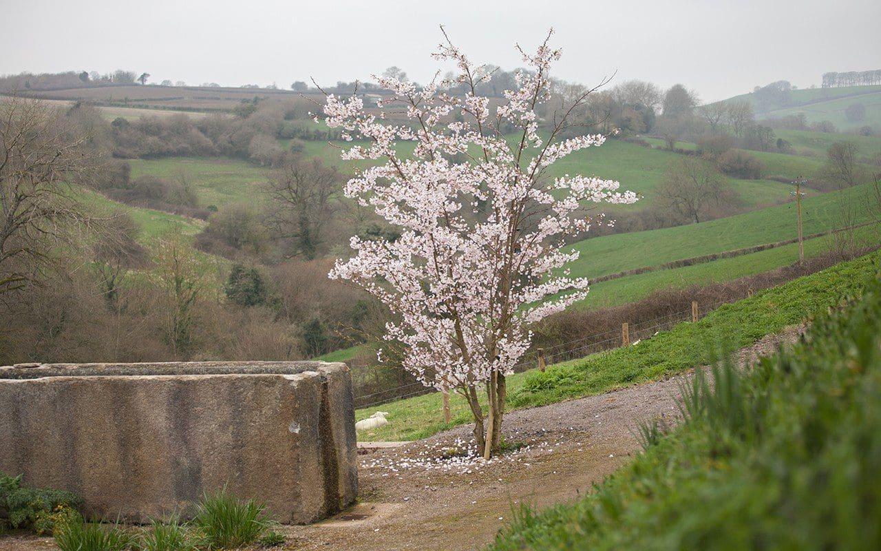 Prunus Yedoensis Single Stem - View 16 from www redcrocus com