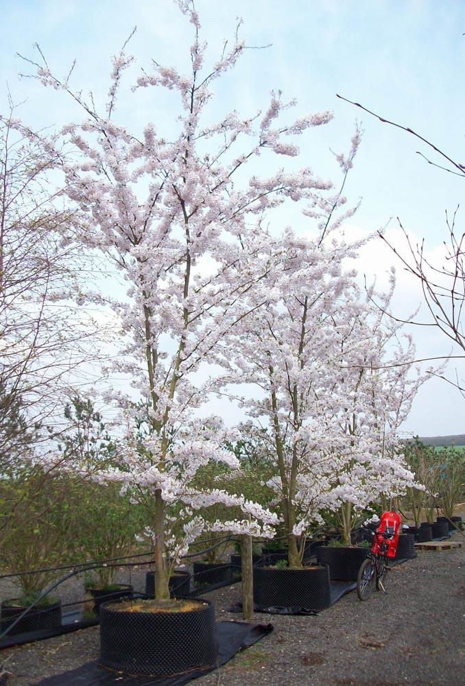 Prunus Yedoensis Single Stem - View 1 from www redcrocus com
