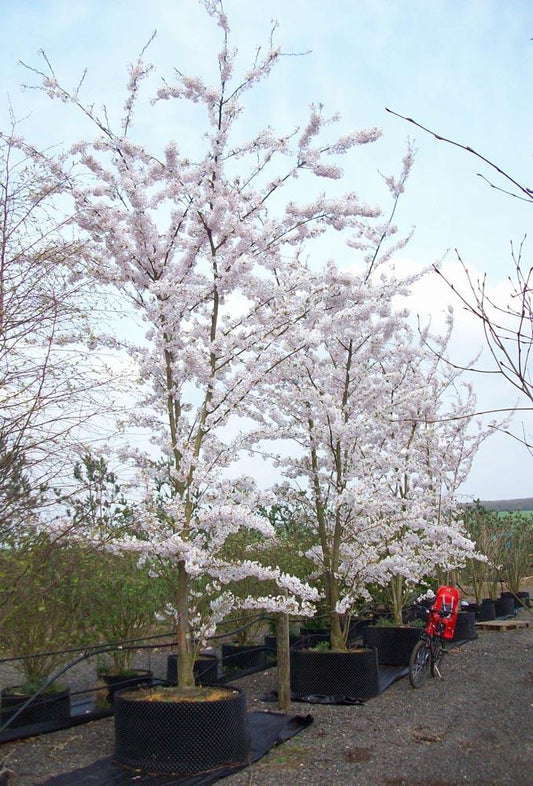 Prunus Yedoensis Single Stem - View 1 from www redcrocus com