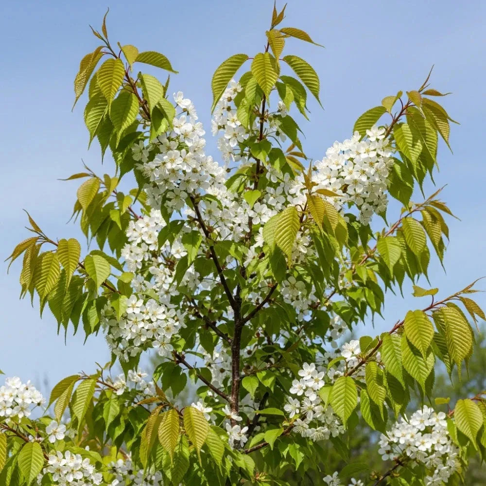 Prunus Yedoensis Single Stem - View 33 from www redcrocus com