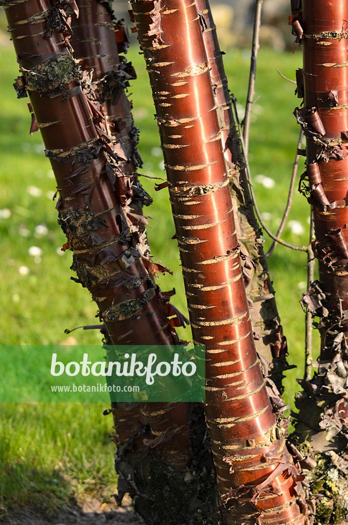 Prunus Yedoensis Single Stem - View 35 from www redcrocus com