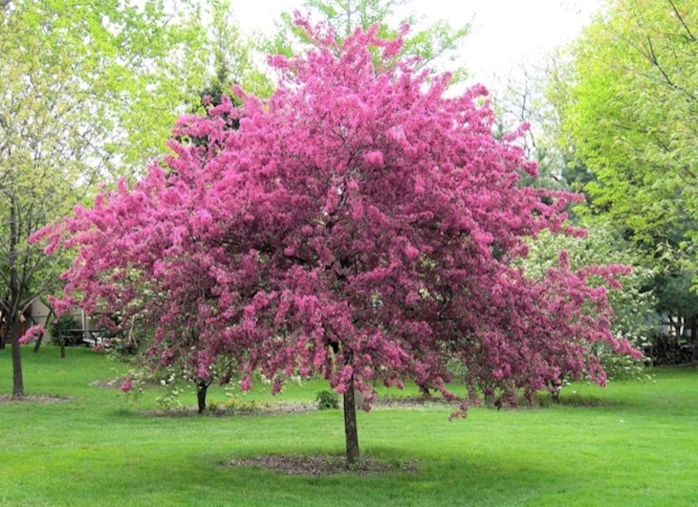 Malus 'purple Prince' - View 14 from www redcrocus com