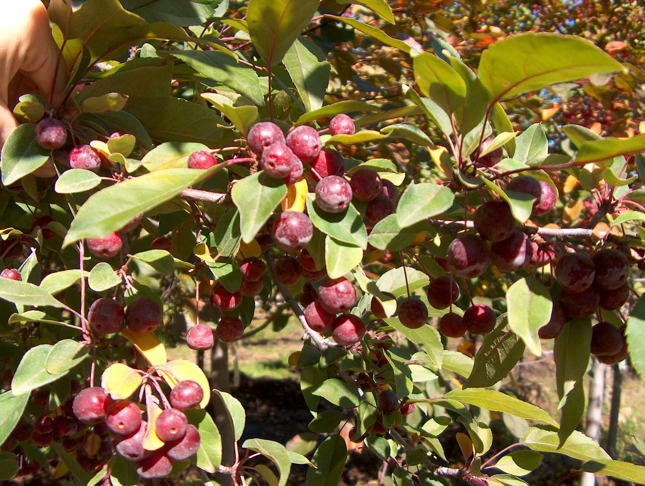 Malus 'purple Prince' - View 17 from www redcrocus com
