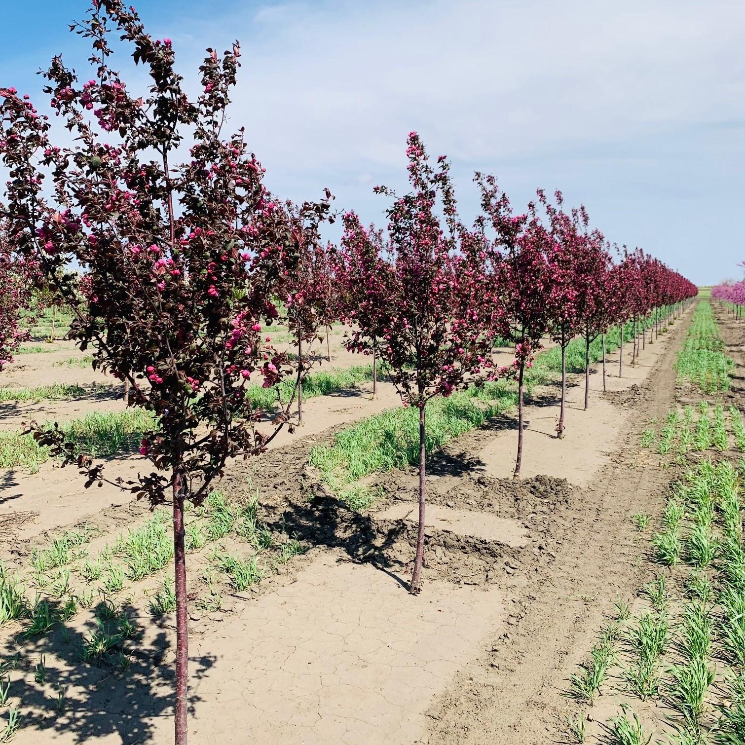 Malus 'purple Prince' - View 18 from www redcrocus com