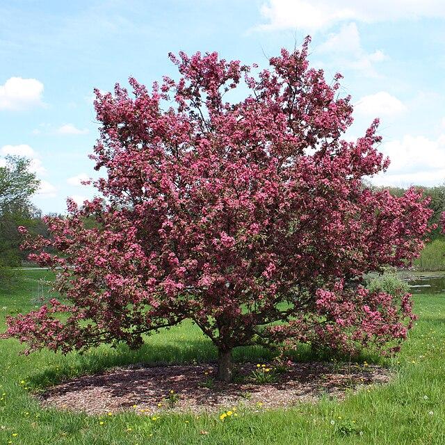 Malus 'purple Prince' - View 19 from www redcrocus com