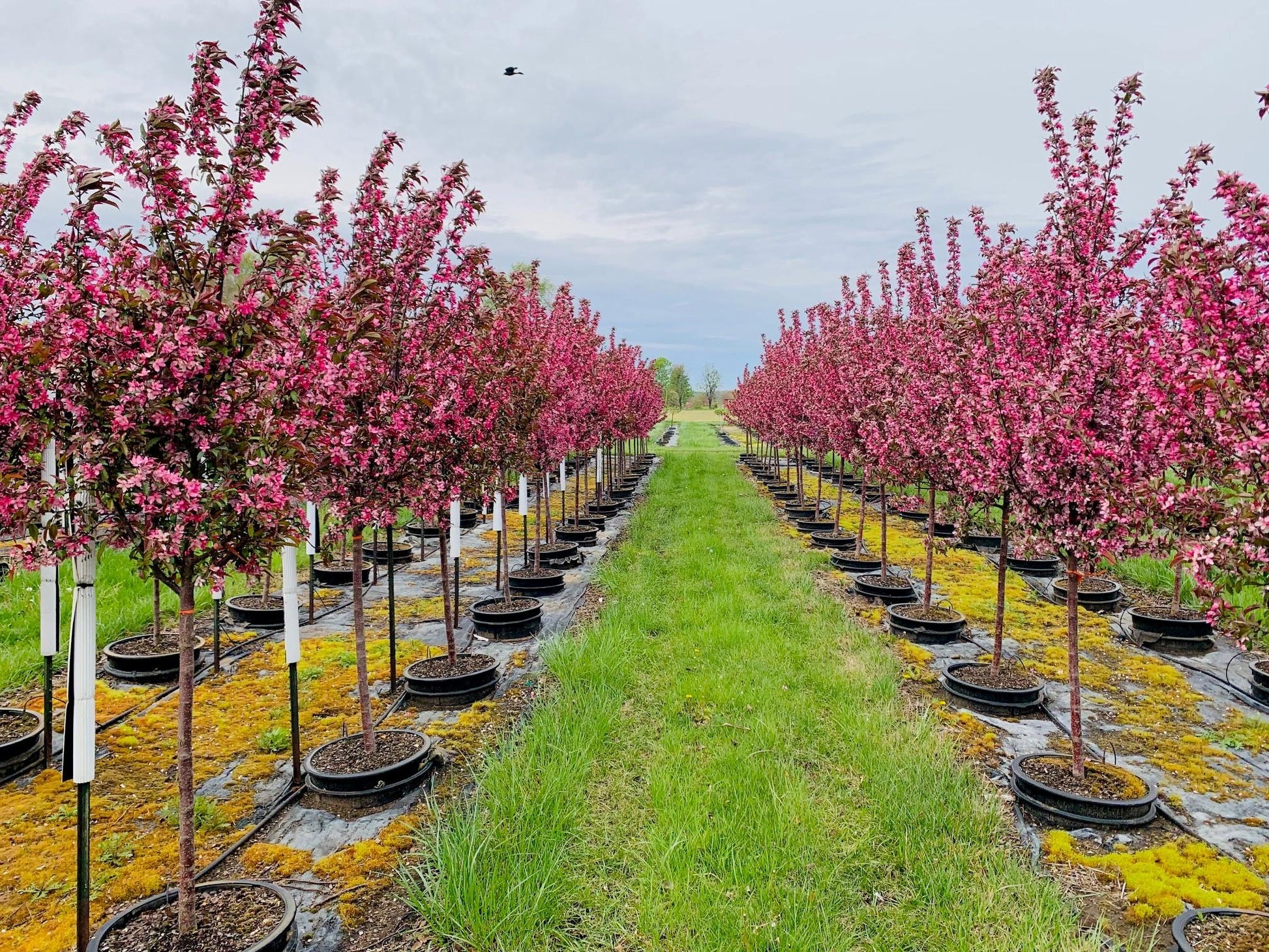 Malus 'purple Prince' - View 24 from www redcrocus com