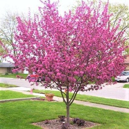 Malus 'purple Prince' - View 27 from www redcrocus com