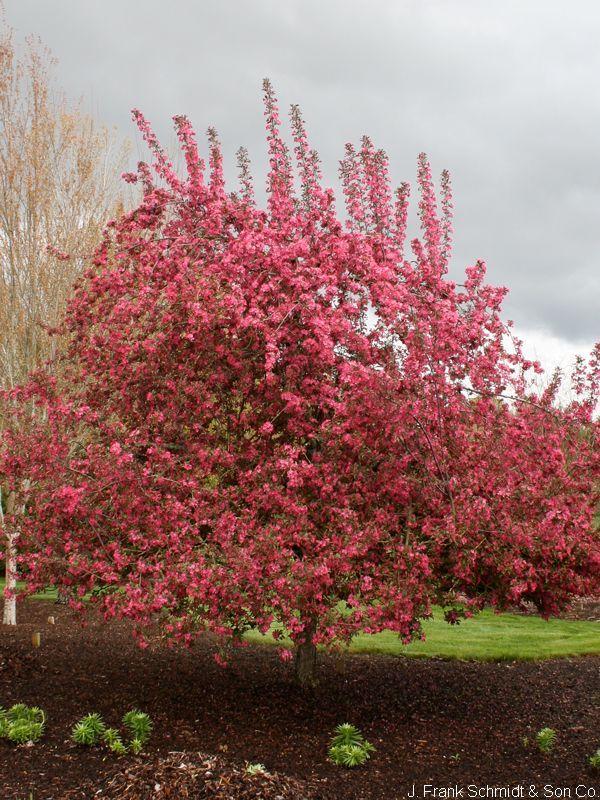 Malus 'purple Prince' - View 31 from www redcrocus com