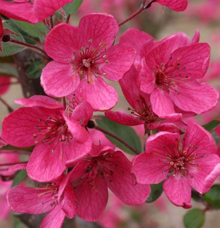 Malus 'purple Prince' - View 32 from www redcrocus com