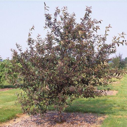 Malus 'purple Prince' - View 33 from www redcrocus com