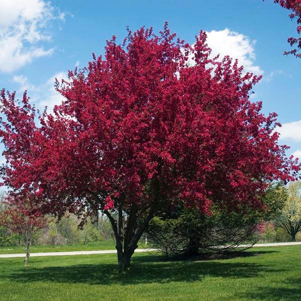 Malus 'purple Prince' - View 5 from www redcrocus com