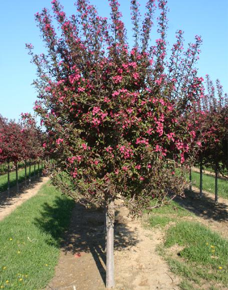 Malus 'purple Prince' - View 7 from www redcrocus com