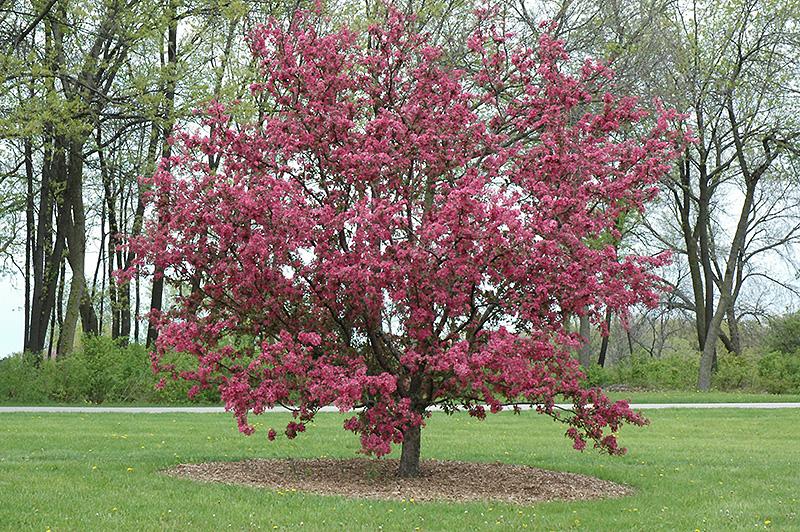 Malus 'purple Prince' - View 9 from www redcrocus com