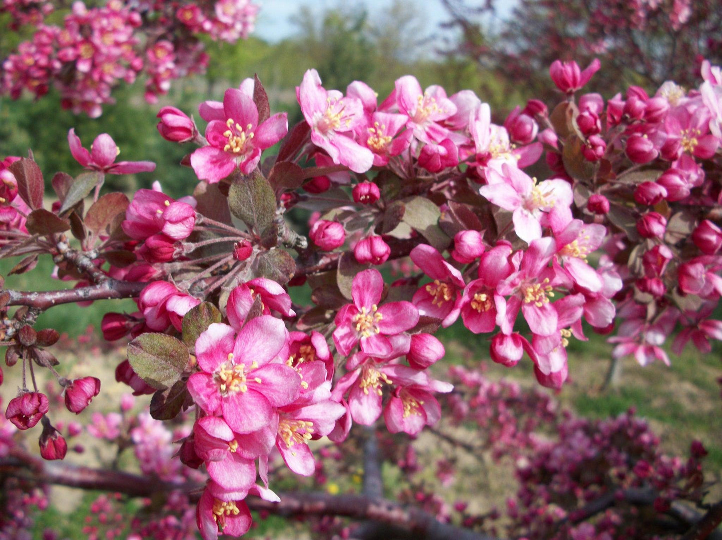 Malus 'purple Prince' - View 11 from www redcrocus com