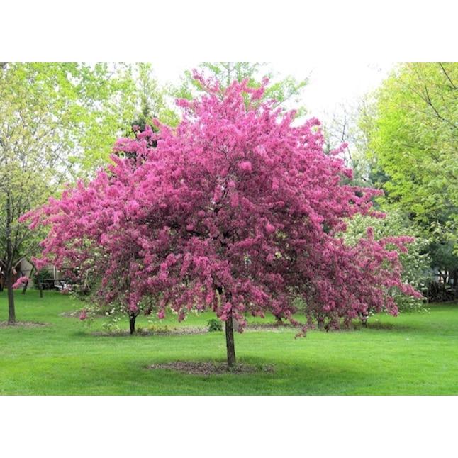 Malus 'purple Prince' - View 13 from www redcrocus com