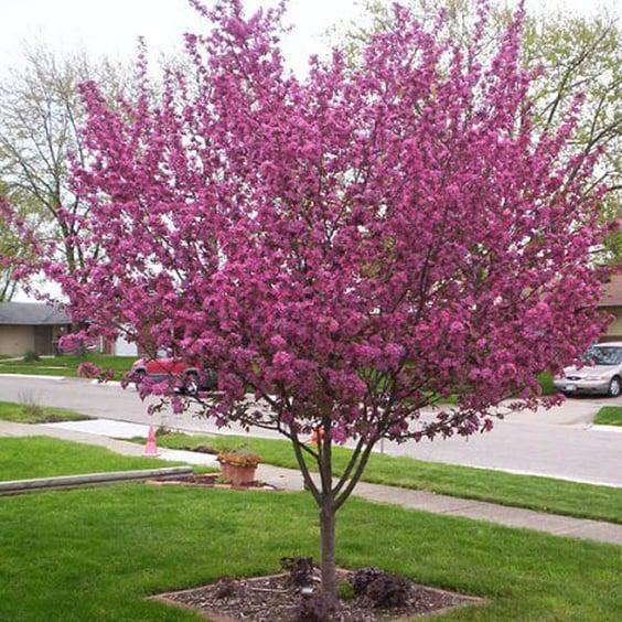 Malus 'purple Prince' - View 21 from www redcrocus com