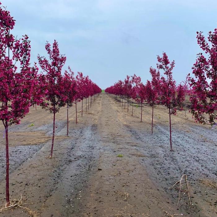 Malus 'purple Prince' - View 22 from www redcrocus com
