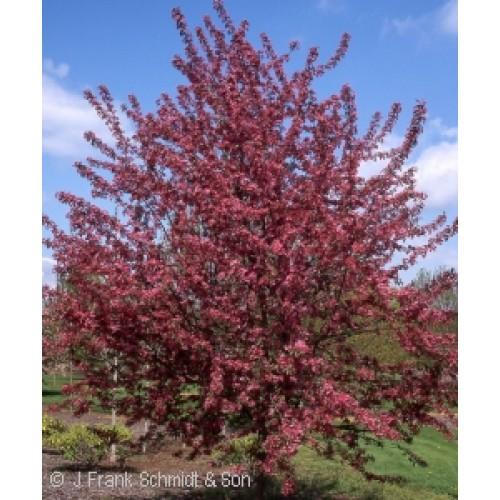 Malus 'purple Prince' - View 23 from www redcrocus com