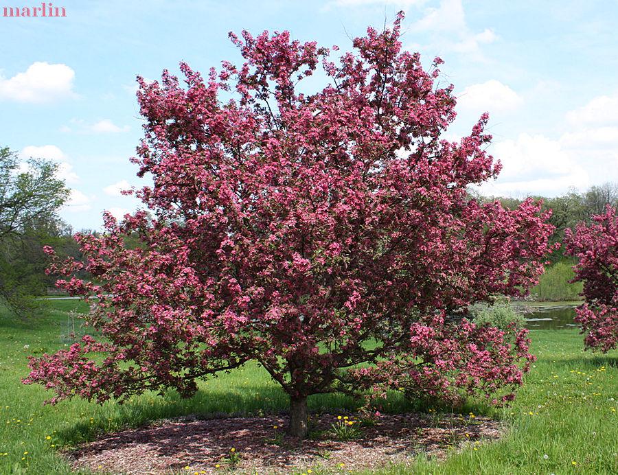 Malus 'purple Prince' - View 26 from www redcrocus com