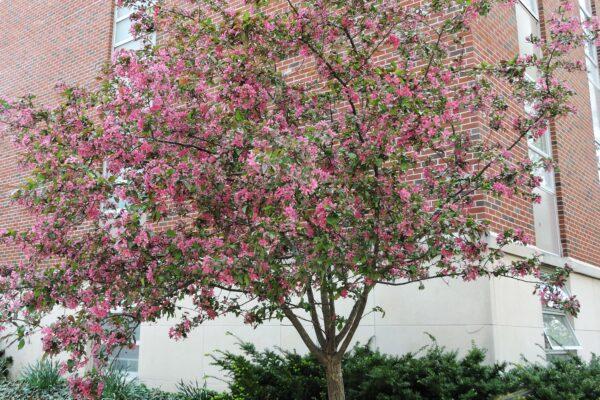 Malus 'purple Prince' - View 29 from www redcrocus com