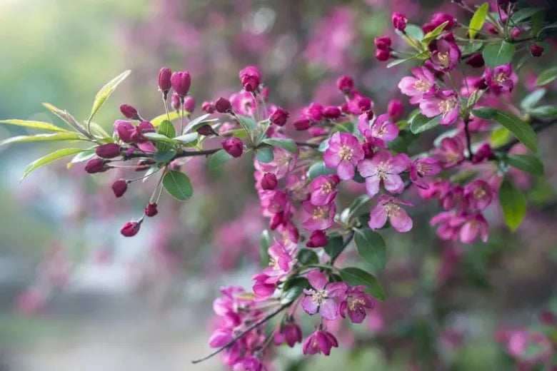 Malus 'purple Prince' - View 2 from www redcrocus com