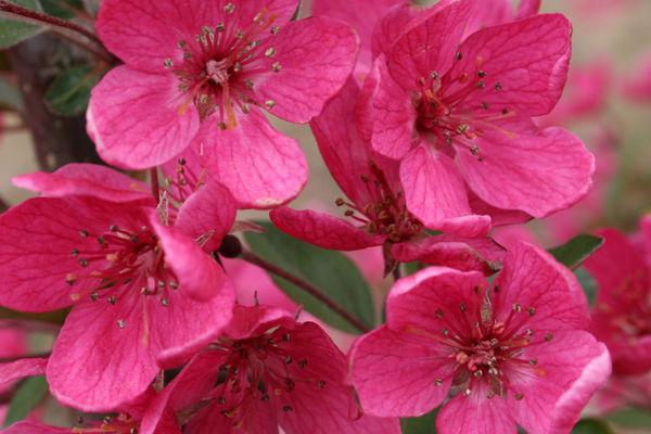 Malus 'purple Prince' - View 30 from www redcrocus com