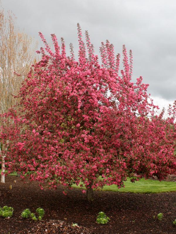 Malus 'purple Prince' - View 34 from www redcrocus com