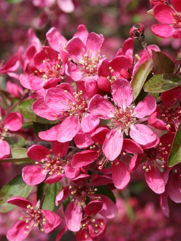 Malus 'purple Prince' - View 35 from www redcrocus com