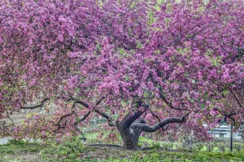 Malus 'purple Prince' - View 3 from www redcrocus com