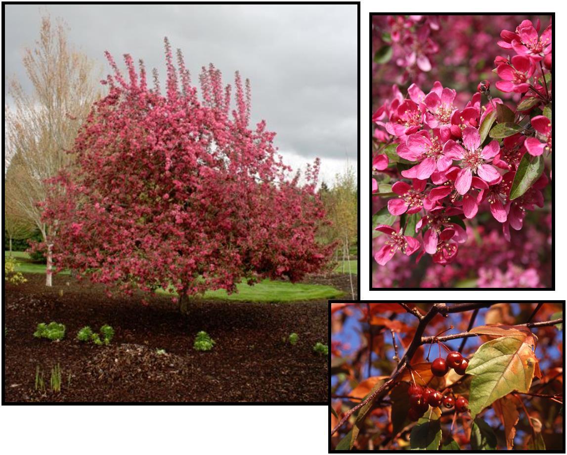Malus 'purple Prince' - View 6 from www redcrocus com