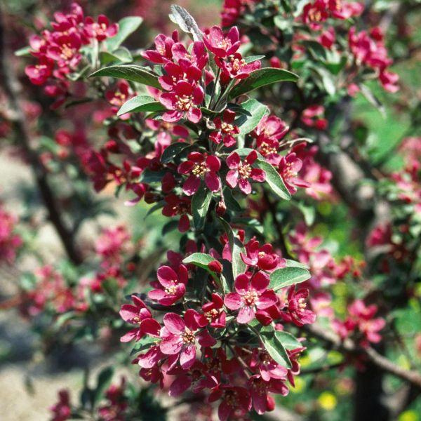 Malus 'purple Prince' - View 8 from www redcrocus com