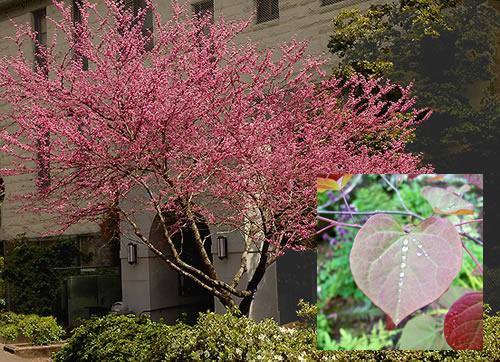 Cercis Canadensis 'forest Pansy' Single Stem - View 10 from www redcrocus com