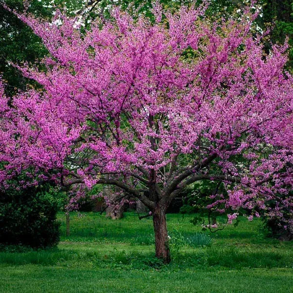 Cercis Canadensis 'forest Pansy' Single Stem - View 11 from www redcrocus com