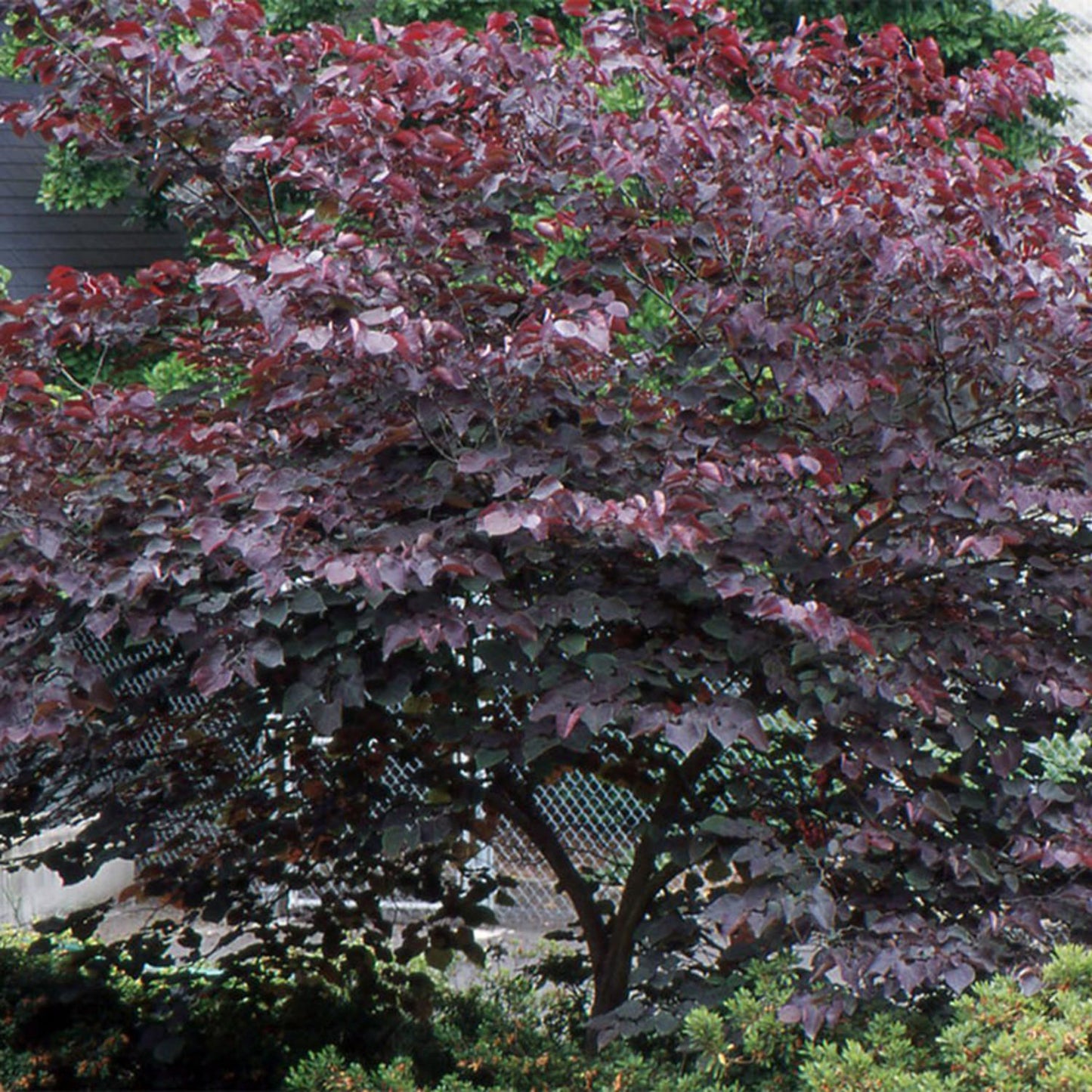 Cercis Canadensis 'forest Pansy' Single Stem - View 15 from www redcrocus com