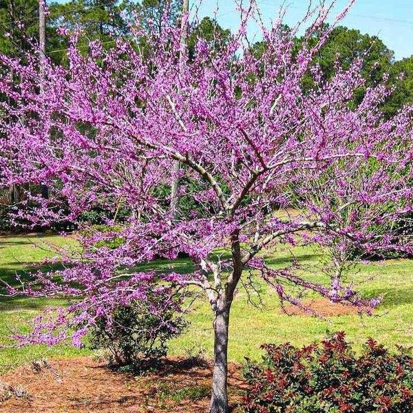 Cercis Canadensis 'forest Pansy' Single Stem - View 16 from www redcrocus com