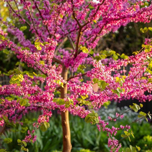 Cercis Canadensis 'forest Pansy' Single Stem - View 18 from www redcrocus com
