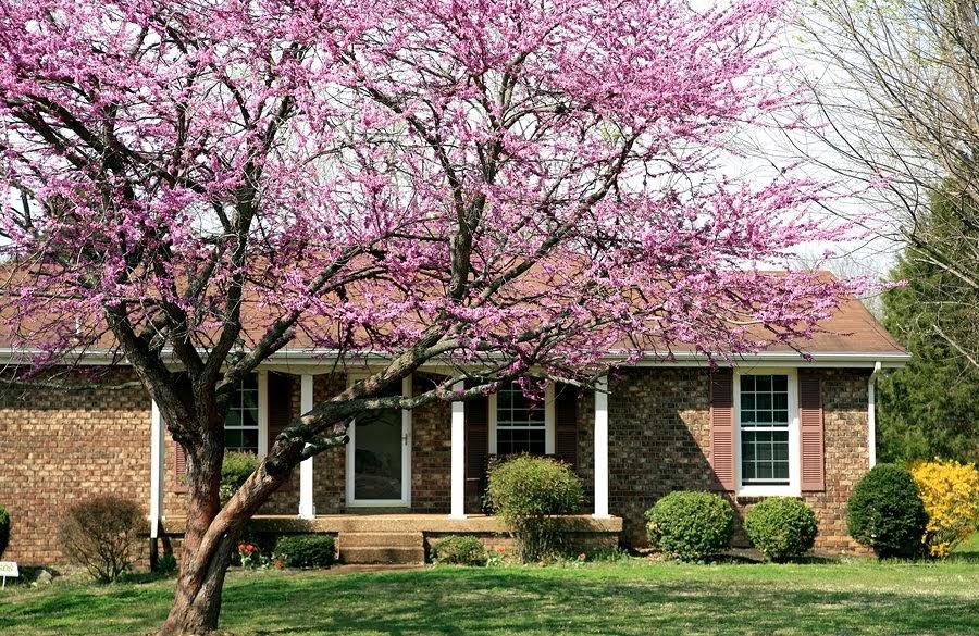 Cercis Canadensis 'forest Pansy' Single Stem - View 6 from www redcrocus com