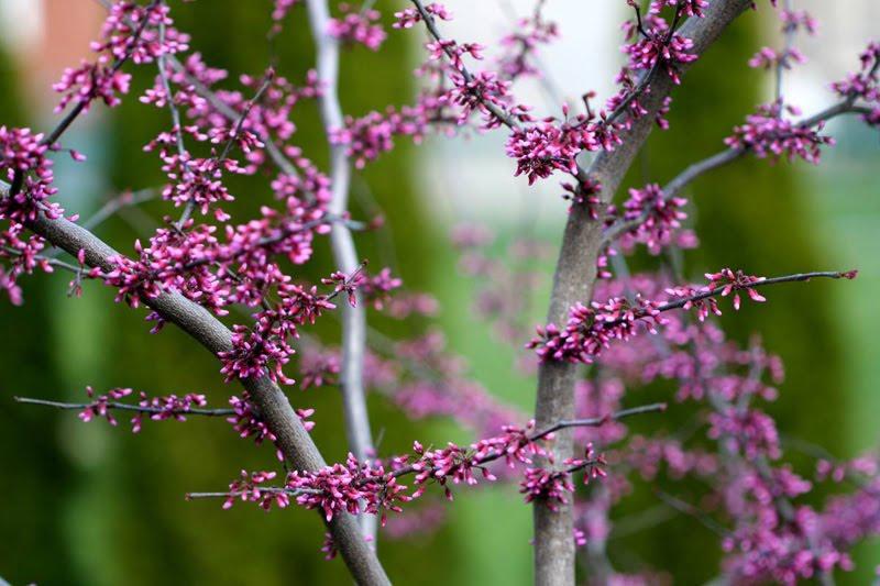 Cercis Canadensis 'forest Pansy' Single Stem - View 8 from www redcrocus com