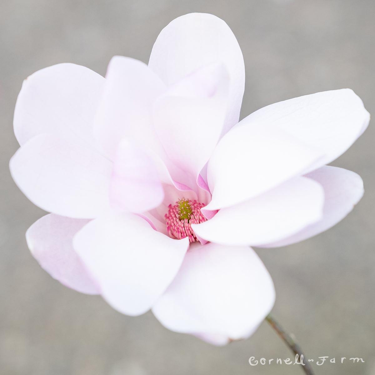 Magnolia Liliflora Jane Multi Stem - View 13 from www redcrocus com