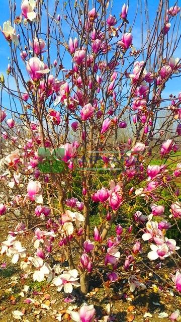 Magnolia Soulangeana Multi Stem - View 14 from www redcrocus com