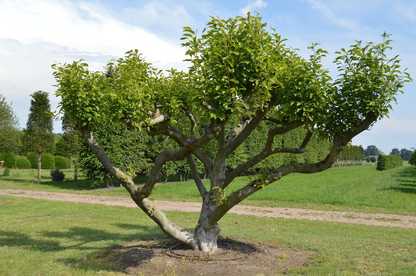 Magnolia Soulangeana Multi Stem - View 16 from www redcrocus com