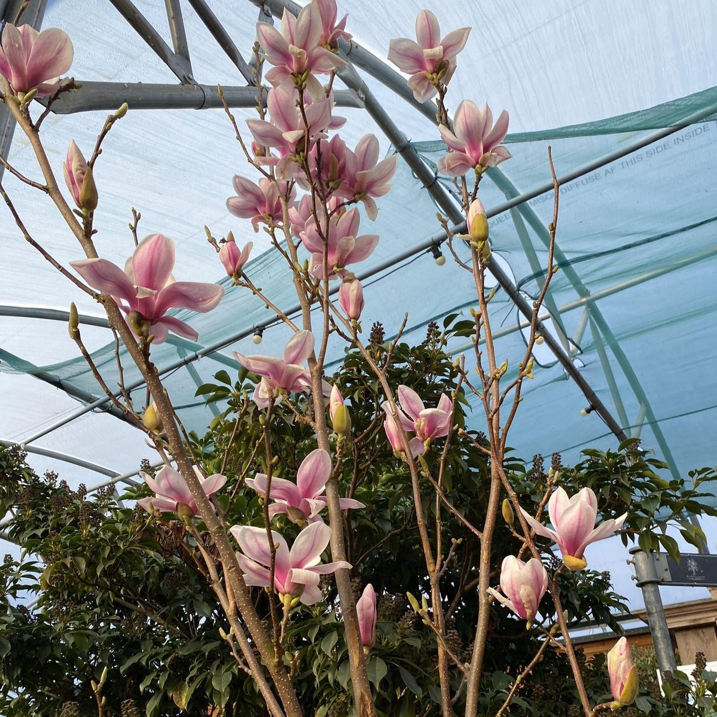 Magnolia Soulangeana Multi Stem - View 18 from www redcrocus com