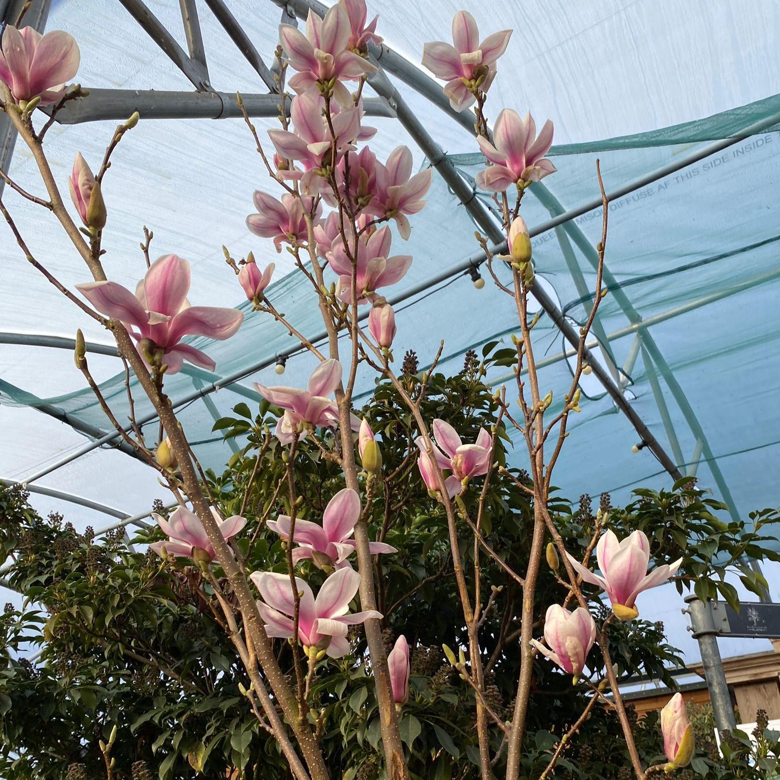 Magnolia Soulangeana Multi Stem - View 18 from www redcrocus com